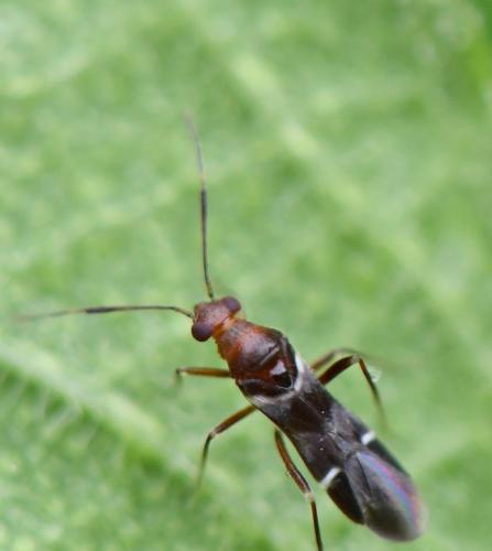 Mimocoris sp.